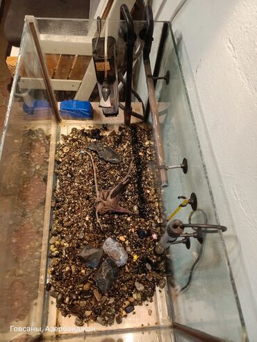 Akvariumlar: Dördbucaq akvarium, Balıqlarla birlikdə, 90 l, Ödənişli çatdırılma, Ünvandan götürmə