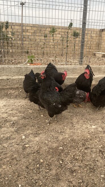 cuce ve xoruz temsili: Toyuq, Australorp, Damazlıq, Ödənişli çatdırılma