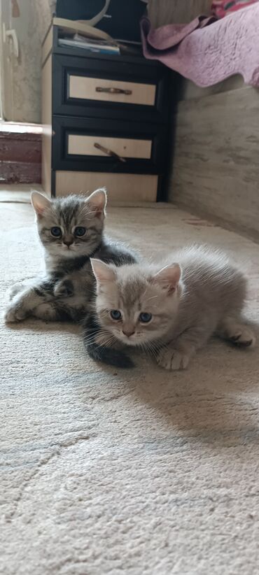 британская голубая кошка: Британская короткошёрстная, 1 месяц, Девочка, Голубой, Приучена к лотку