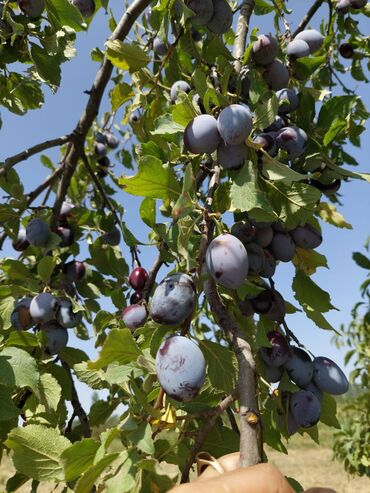Torpaq sahələrinin satışı: 150 sot, Biznes üçün, Barter mümkündür, Kupça (Çıxarış) — 13