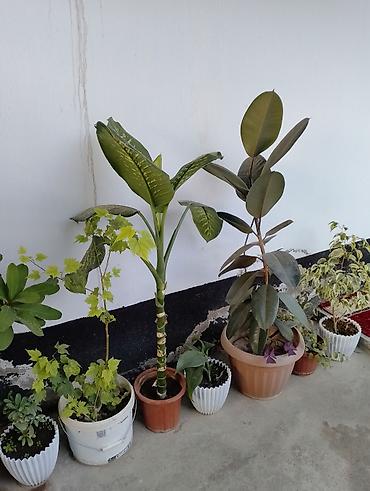 Бөлмө өсүмдүктөрү: Комнатные и уличные декоративные растения в горшках Ассортимент на — 4