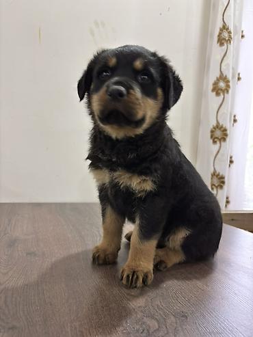 İtlər: Rotveyler, 2 ay, Dişi — 6