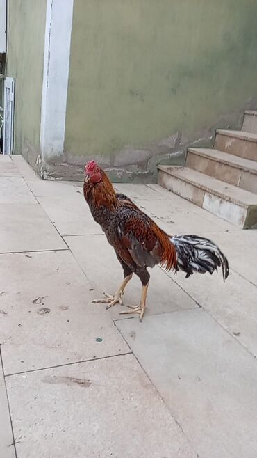 Xoruzlar: Salam qiymət 40 manatdan basdyir 70 4 dənə xoruz 11 ayliqdi biri 1 — 6