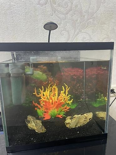 Akvariumlar: Dördbucaq akvarium, Balıqlarla birlikdə, 27 l — 4