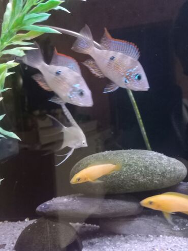 Balıqlar: Cixlid balığı, Sülhsevər — 4