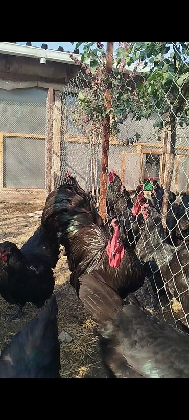 Digər quşlar: Alman cinsi australorp cücə və yumurta sifarişi qəbul olunur. bütün — 13