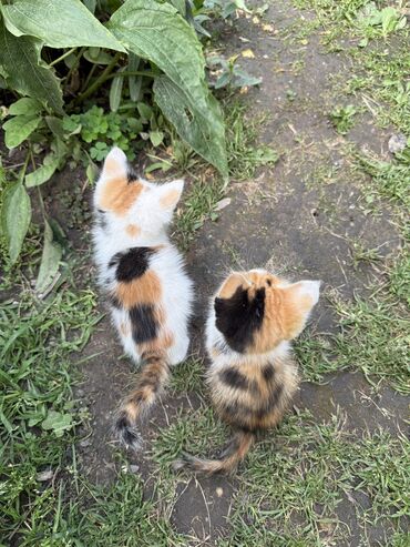 беременная кошка: Кошка даром: Беспородная, Девочка