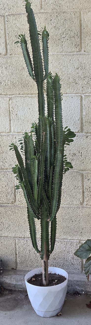 молочай цветок: Эуфорбия тригина (Euphorbia trigona), крупное комнатное растение в — 2