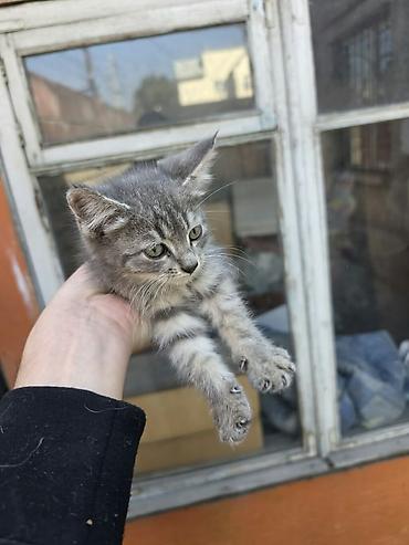 коза котная: Кошка даром: Беспородная, 2 месяца, Девочка — 1