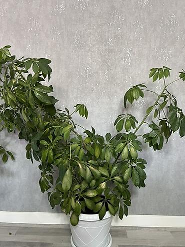 Диффенбахии: Комнатные растения в декоративных горшках - Диффенбахия крупнолистная — 59