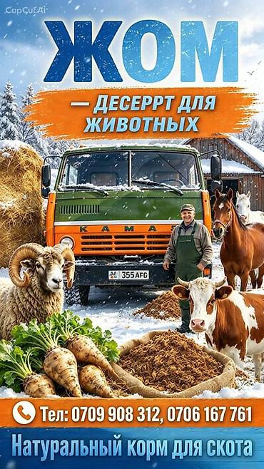 корм животным: Жом свекловичный, доставка самосвалом КамАЗ - Тип продукта: свежий — 1