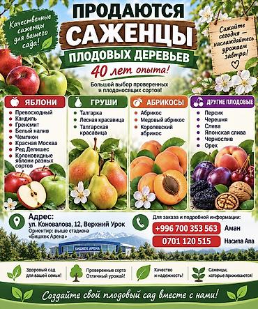 алма алам: 🌱🍎 КАЛИРОВАННЫЕ САЖЕНЦЫ ПЛОДОВЫХ ДЕРЕВЬЕВ В ПРОДАЖЕ! 🍎🌱 Опыт -40 лет — 3