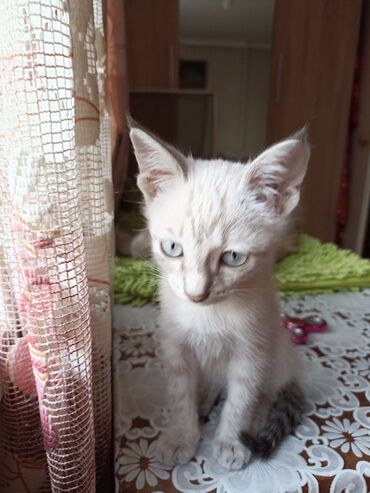 кошки в хорошие руки: Кошка даром: Сиамская, 2 месяца, Девочка, Приучена к лотку, Проглистована