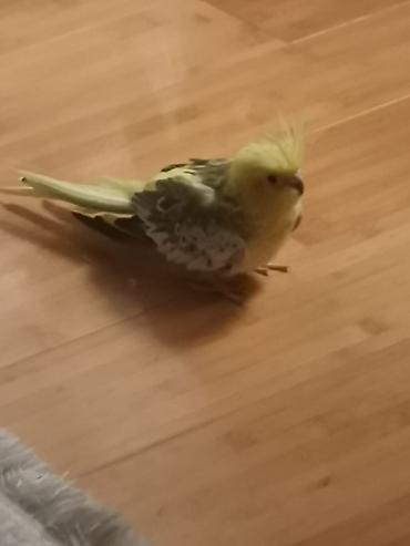2 korella quşu, qız/oğlan, qəfəs və qəfəsin içindəki ləvazimatlarla