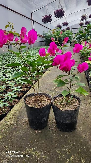 Фиалки и глоксинии: Продаю только оптом цветы из Узбекистана.глоксинии фикусы — 10