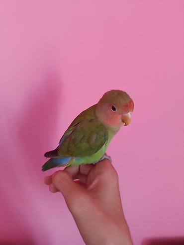 sultan tutuquşusu: “Lovebird” nerazluçnik tutuquşusu Ruçnoy quşdur əldə oturur baladır — 7