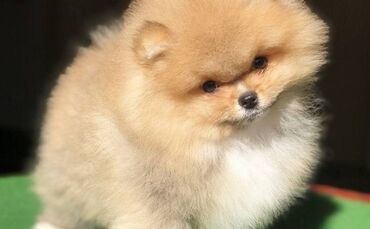 odrasli pomeranac: Pomeranski špic,Pomeranac,Pomeranian,Boo štenci Ako ste odgovorna