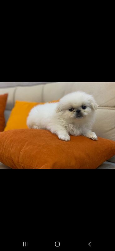 sirin itler: Pekines, 1 ay, Erkek, Peyvəndli, Pulsuz çatdırılma