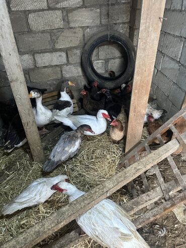 Ördəklər: Dişi, | Lal ördək, Damazlıq — 3