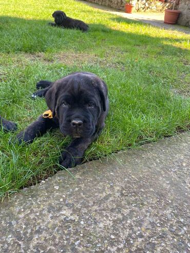 pomeranac beli: CANE CORSO, top stenad,strucno negovana stara mesec i po dana. Poticu