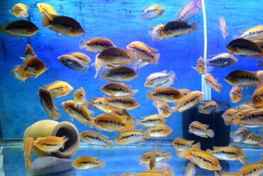 Balıqlar: Cixlid balığı — 12