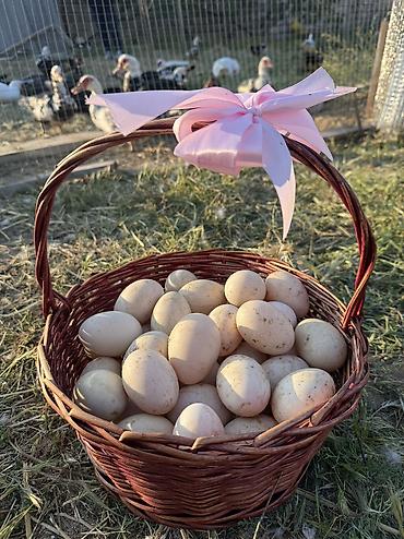 krasnadar ordek: Lal ördək yumurtaları krasnodarda var — 1