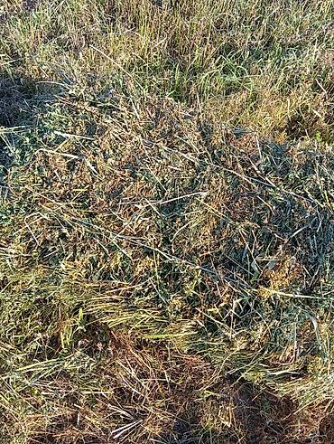 ячмень мука: Сено в тюках (луговое/бобово-злаковое) - Упаковка: прямоугольные тюки — 2