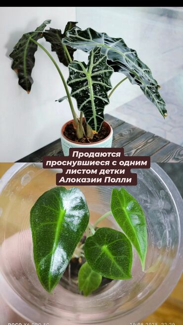 пенобетон на крышу бишкек цена: Продаю проснувшиеся клубни АЛОКАЗИИ Полли. цена 200 250 300 зависит