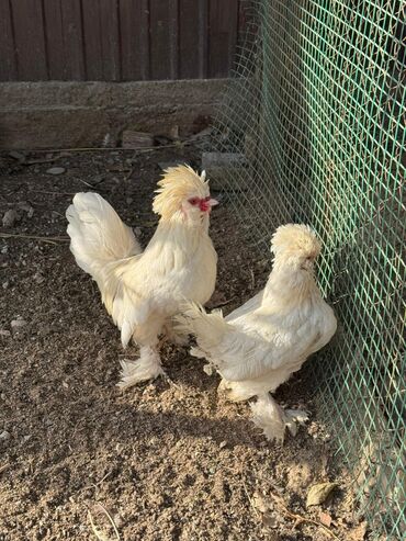 трафареты для рисования животных: Продам пару декоративных султанок