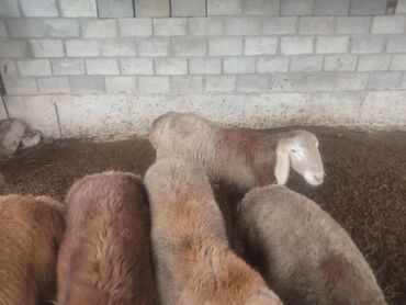 Бараны, овцы: Продаю | Баран (самец) | Арашан | Для разведения | Племенные — 5