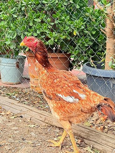 Xoruzlar: Her qiymete var — 8