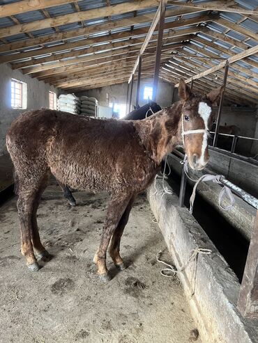 цена лошади в кыргызстане: Продаю | Кобыла (самка)