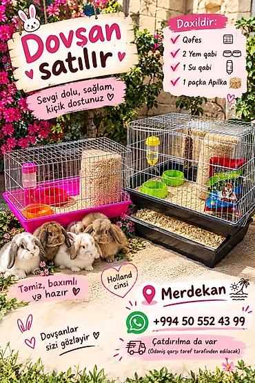 pekines bala: Mərdəkan bölgəsindən Holland cinsi dovşanlar satılır – sevgi dolu — 1