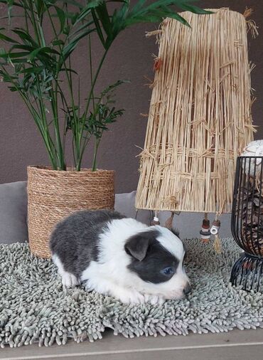 Psi: Border koli/collie štenci. Vakcinisani i očišćeni od parazita, 2 — 2