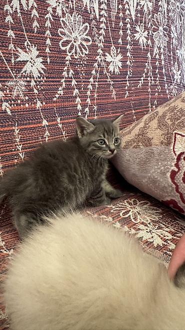 Продажа кошек: Котята, домашние, три девочки один мальчик игривые - кремово-сиамский — 7