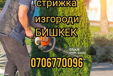 катушка швея: Профессиональная стрижка живых изгородей и декоративных кустарников в — 1