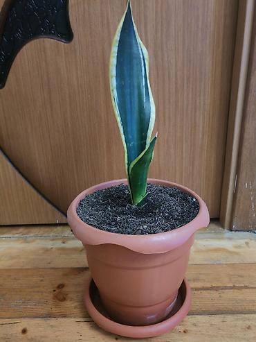 Sansevieria gülü satılır - Bitki: Sansevieria trifasciata