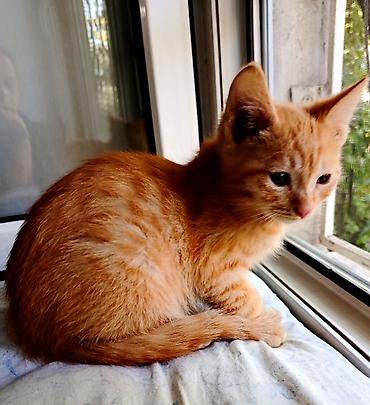 маленький кот: Кошка даром: Беспородная, 2 месяца, Мальчик, Приучена к лотку, Проглистована — 4