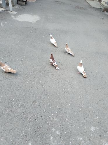 Göyərçinlər: Satılır 5 quş 60 manat gəncə — 9