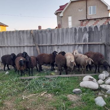 саман сатылат: Сатам | Козу | Бычылган, Ургаачы