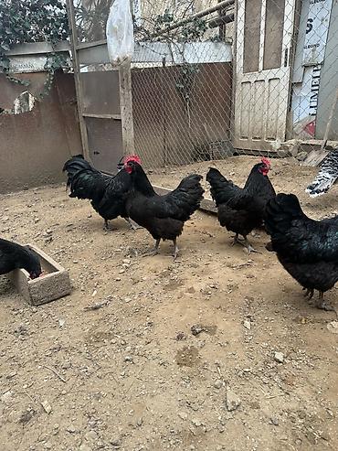 ucuz quslar: Alman uzunquyruq orginal Avstrolorp mayalı yumurtaları satılır. 1ədədi — 1