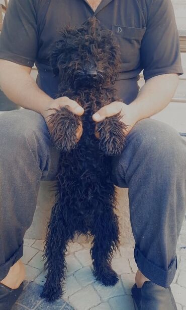 Akvarium aksessuar və ləvazimatları: Pudel, 4 ay, Erkek, Peyvəndli, Ödənişli çatdırılma