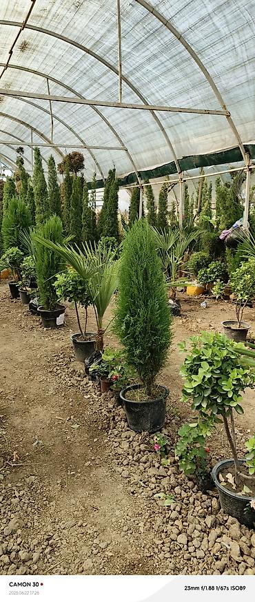 Другие садовые цветы и кустарники: САЖЕНЦЫ многолетников самшита (разные сорта) кустарников магнолии at lalafo.kg — 21 Другие садовые цветы и кустарники: САЖЕНЦЫ многолетников самшита (разные сорта) кустарников магнолии — 21