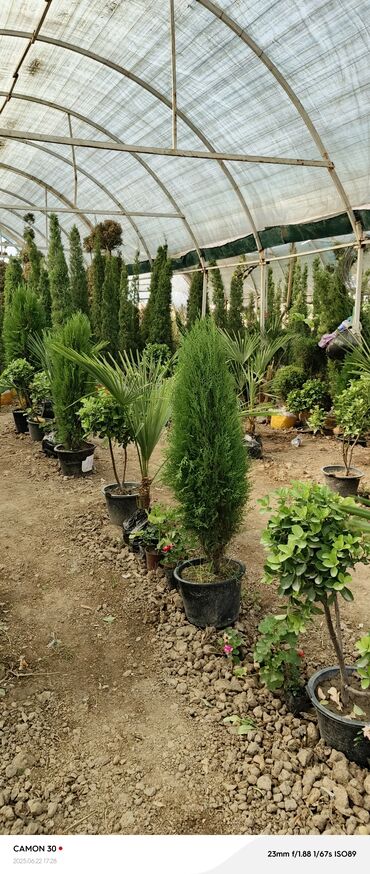 Садовые цветы и кустарники: Саженцы цветка — 10