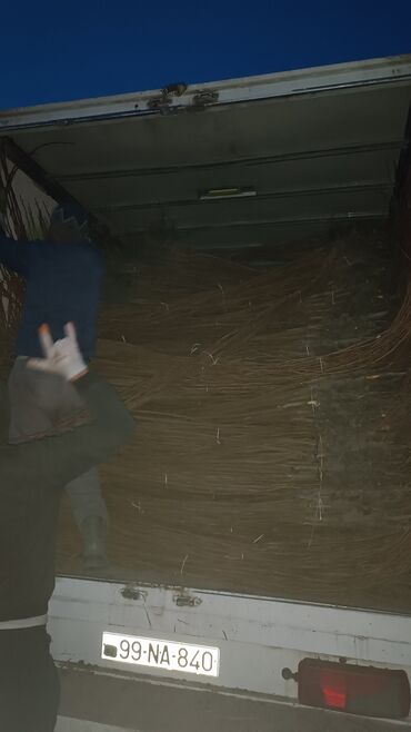 Tinglər: Təmiz və sağlam tingler isteyirsinizse bzmle əlaqə saxlaya blərsniz -da lalafo.az — 2 Tinglər: Təmiz və sağlam tingler isteyirsinizse bzmle əlaqə saxlaya blərsniz — 2