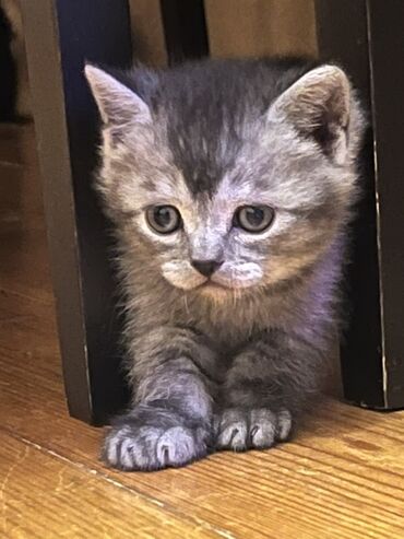 Pişiklər: Temiz qan shinshila balalari satilir. 15 .11.25 ilde dogulublar. yemek — 13