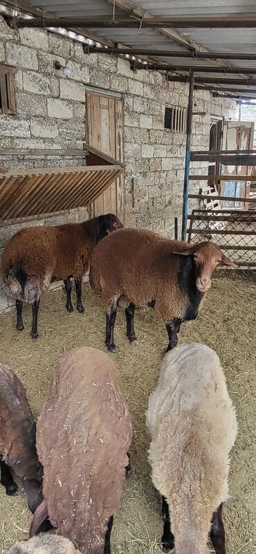 Qoyunlar, qoçlar: Erkək, Qala, il: 2, 90 kq, Damazlıq, Ünvandan götürmə — 9