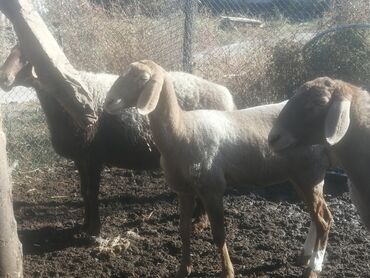 продам домик для кошки: Сатам | Ургаачы кой (ургаачы) | Арашан | Көбөйтүү үчүн | Ургаачы