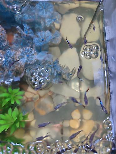 Рыбы: Продаются 2 аквариума с рыбками гуппи 🐠 В комплекте: ^ два ухоженных — 11