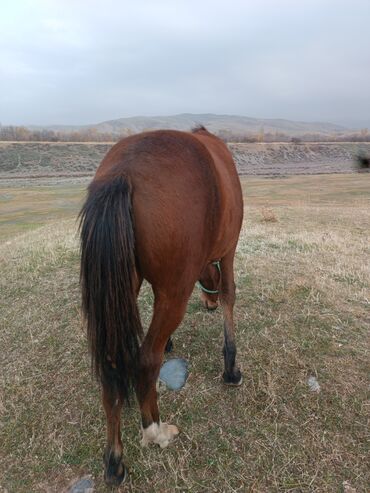 сельскохозяйственные животные продажа: Продаю | Жеребенок | Рабочий